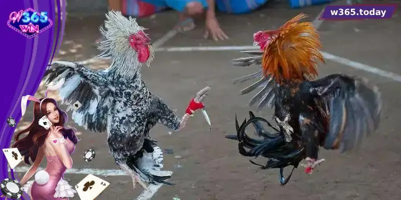 Các chiến kê tham gia sẽ được trang bị cựa dao sắc bén