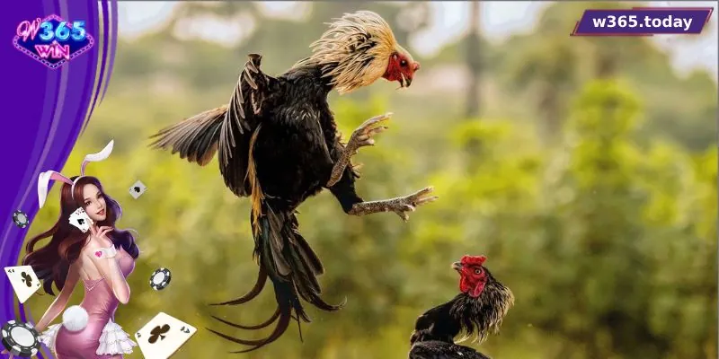 Chế độ liên quan đến sức khỏe chiến kê