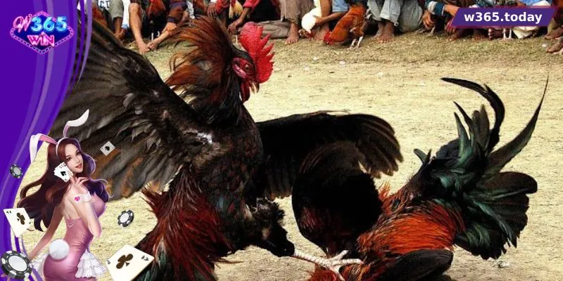 Luật chơi đá gà Thomo