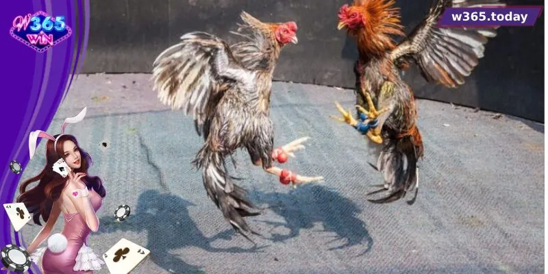 Lý do đá gà Thomo hấp dẫn