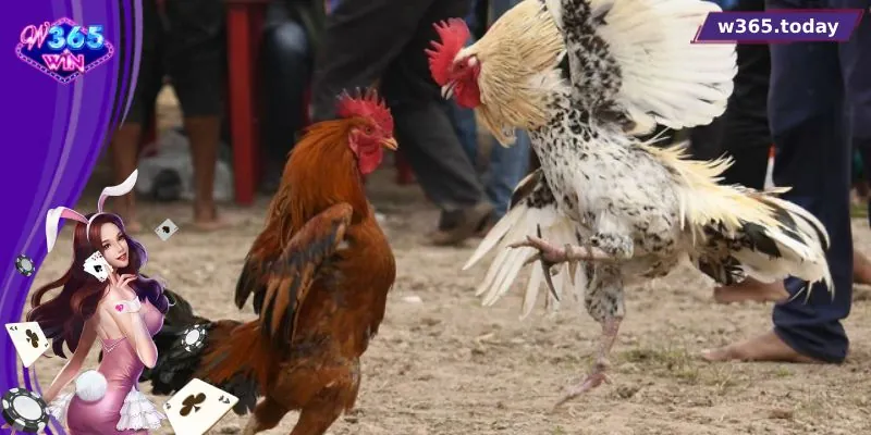 Những phiên trường trực tiếp đá gà đòn