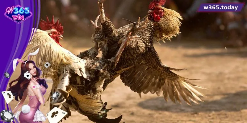 Trải nghiệm kỹ thuật đá chuẩn xác